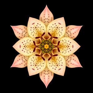asiatic-lily-flower-mandala-david-j-bookbinder